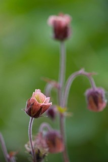 Brooklime (Geum rivale) inflorescence against a softly blurred background, pink flower head in full