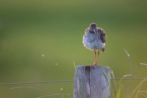 Dümmer nature park Park, Lower Saxony, Germany, A redshank (Tringa totanus) stands on a wooden post