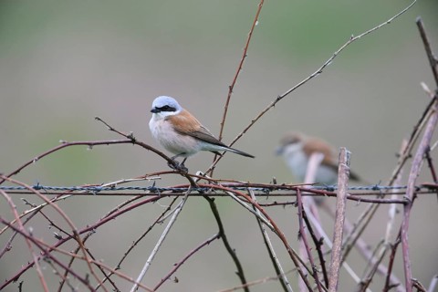 Damme, Lower Saxony, Germany, Two Red-backed Shrikes (Lanius collurio) sitting on branches and a