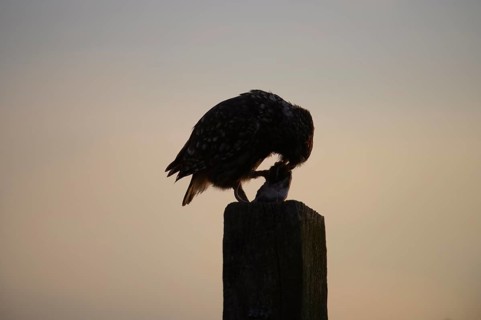 A little owl (Athene noctua) silhouetted on a post at dusk, Teutoburg Forest, Lower Saxony, Germany