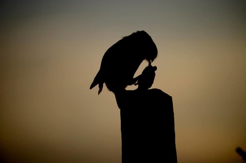 Silhouette of a little owl (Athene noctua) at sunset, dramatic evening atmosphere, Teutoburg