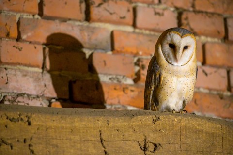 Barn owl (Tyto alba) standing in front of a brick wall, its shadow falling on the bricks, Teutoburg