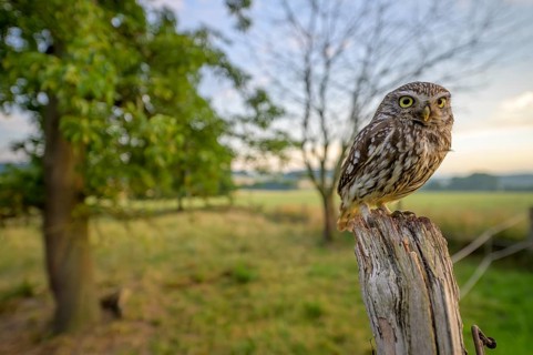 Little owl (Athene noctua) sitting on a post, surrounded by green landscape and tree on a meadow