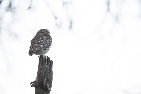 A little owl (Athene noctua) sits quietly on an old willow pole against a light-coloured