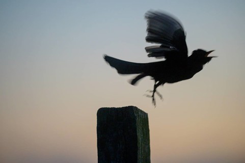 Blackbird (Turdus merula) takes off from a pole, flies into the night sky, Teutoburg Forest, Lower