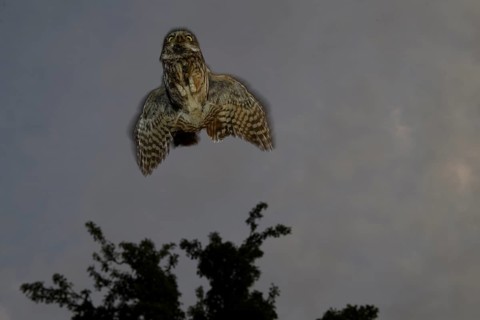 A little owl (Athene noctua) flies in front of a tree in the dark sky, Teutoburg Forest, Lower