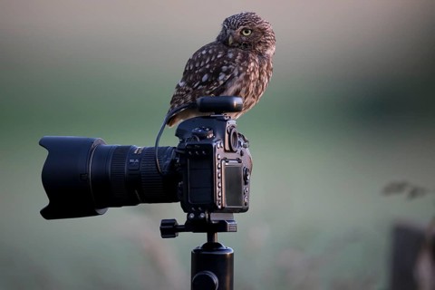 A little owl (Athene noctua) shows attention on a camera mounted on a tripod in a quiet natural