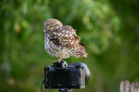 A little owl (Athene noctua) sits on a camera set up in the middle of nature, Teutoburg Forest,
