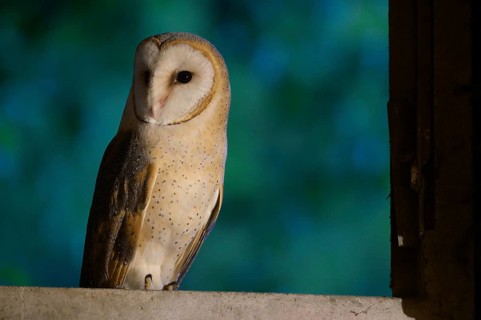Barn owl (Tyto alba) sitting on a windowsill at night, background in blue, Teutoburg Forest, Lower