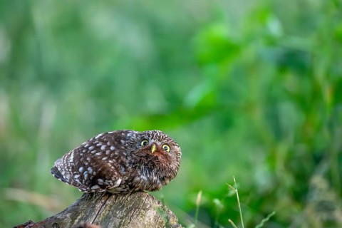 A little owl (Athene noctua) lies down on a tree stump in the grass and looks at the camera in