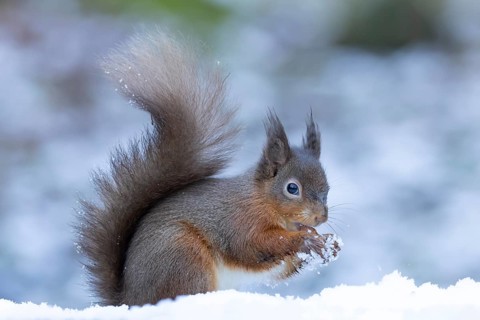 Red squirrel (Sciurus vulgaris) adult animal eating a nut in a snow covered woodland in winter,