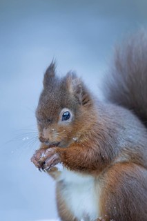Red squirrel (Sciurus vulgaris) adult animal eating a nut in a snow covered woodland in winter,