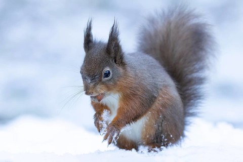 Red squirrel (Sciurus vulgaris) adult animal carrying a hazel nut in its mouth for food in a snow