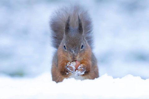 Red squirrel (Sciurus vulgaris) adult animal feeding on a hazel nut in a snow covered woodland in