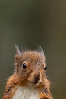 Red squirrel (Sciurus vulgaris) adult animal soaking wet in a rain storm, England, United Kingdom