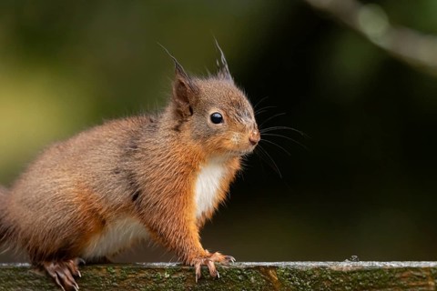 Red squirrel (Sciurus vulgaris) adult animal on a garden wooden fence, England, United Kingdom