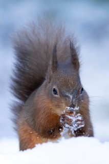 Red squirrel (Sciurus vulgaris) adult animal eating a hazel nut in snow in winter, England, United