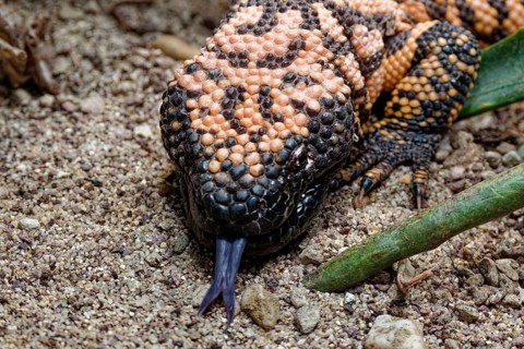 Animal portrait, Gila crustose lizard (Heloderma suspectum), representative of the crustose lizards