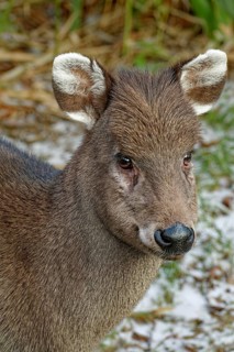 Animal portrait, female crested deer or crested muntjac (Elaphodus cephalophus), captive,