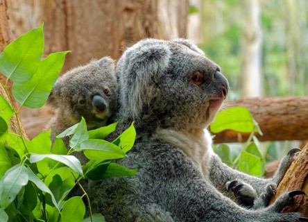 Animal portrait, koala (Phascolarctos cinereus), marsupial, with young on the back, captive,