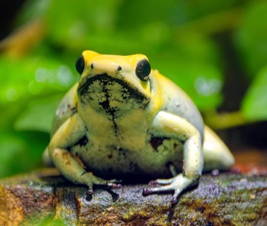 Golden poison frog (Phyllobates terribilis), also known as golden leaf frog, yellow leaf frog,