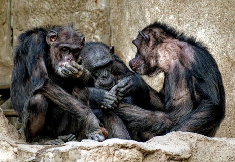 Animal portrait, Western chimpanzee (Pan troglodytes verus) group picture, captive, distribution