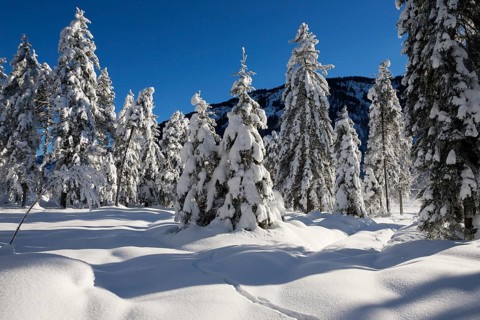 Winter landscape, snow-covered spruce trees (Pica abies), Bavarian Alps, Alpine foothills, Upper