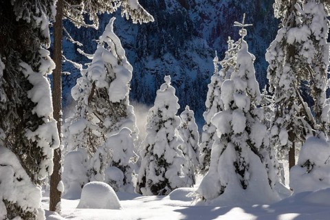 Snow-covered spruce trees (Pica abies), winter landscape in the Bavarian Alps, Upper Bavaria,