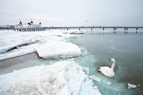 Ahlbeck pier in winter, icy, swan, Ahlbeck, Usedom, Mecklenburg-Western Pomerania, Germany