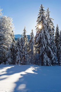 Snow-covered spruce (Pica abies), Sonnenstern, Winterlandschaft in den Bayerischen Alpen,