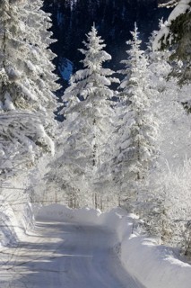 Snow-covered spruce trees (Pica abies), road, motorway, traffic, winter landscape in the Bavarian