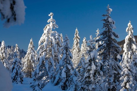 Spruce trees (Pica abies), in the snow, winter landscape, winter, Upper Bavaria, Germany