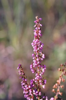 Flowering heather (Calluna vulgaris), heather, Trupacher Heide nature reserve, Siegen, North