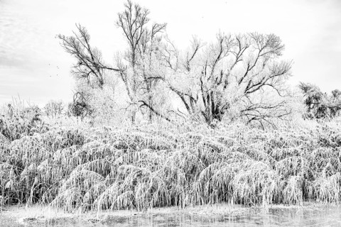 Wintery nature with hoarfrost on trees and reeds in an overexposed black and white view, Dümmer