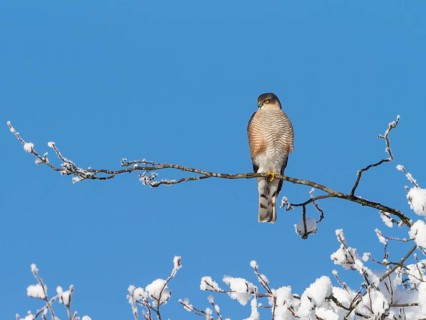 Sparrowhawk (Accipiter nisus), tercel, male in winter, sitting, Upper Bavaria, Germany
