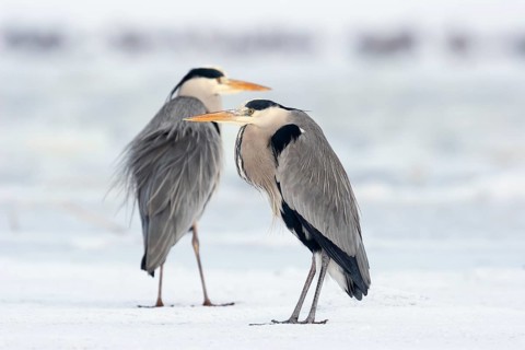 Two grey herons (Ardea cinerea), standing on ice, winter, Baltic Sea, Usedom, Mecklenburg-Western
