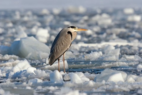 Grey heron (Ardea cinerea), standing on the ice and freezing, winter, Baltic Sea, Usedom,