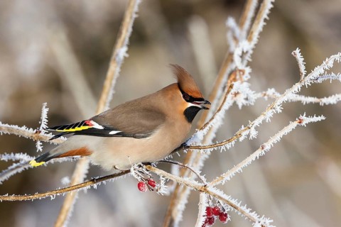 Waxwing (Bobycilla garrulus) sitting in snowball (Viburnum opulus), hoarfrost, winter, winter
