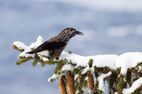 Nutcracker (Nucifraga caryocatactes) on spruce branch (Pica abies), snow, winter, Upper Bavaria,