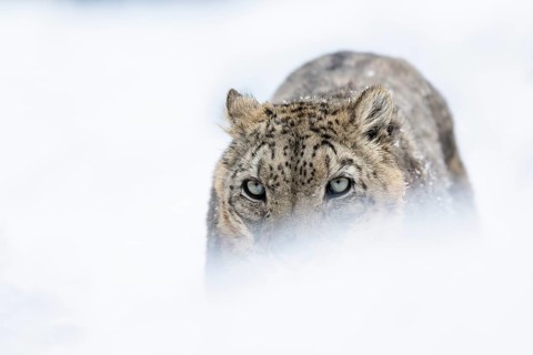 Snow leopard (Panthera uncia), portrait, frontal, zoo, captive