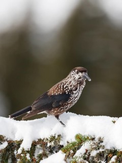 Nutcracker (Nucifraga caryocatactes), on spruce in winter, snow, Upper Bavaria, Germany