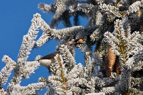 Nutcracker (Nucifraga caryocatactes), with hazelnut in spruce, hoarfrost, winter, Upper Bavaria,