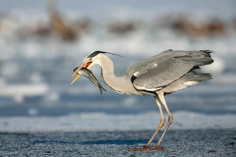 Grey heron (Ardea cinerea), with fish on ice, winter, Baltic Sea, Usedom, Mecklenburg-Western