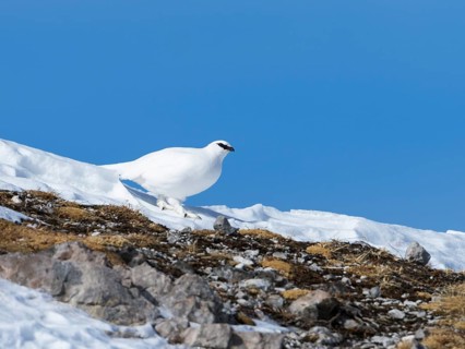 Rock ptarmigan (Lagopus mutus), hen, female, snow, winter, Alps, Upper Bavaria, Germany