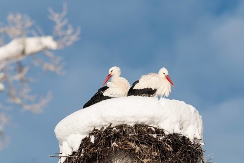 White storks (Ciconia ciconia), pair on the nest in winter, Upper Bavaria, Germany