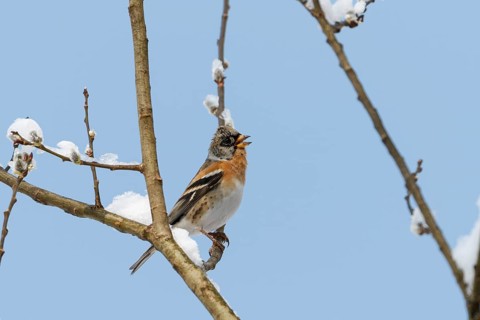 Mountain finch (Fringilla montifringilla), male at rest, calling, winter, winter visitor, Upper