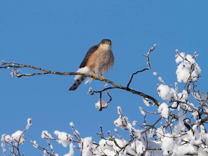 Sparrowhawk (Accipiter nisus), tercel, male sitting on a snow-covered branch, winter, Upper