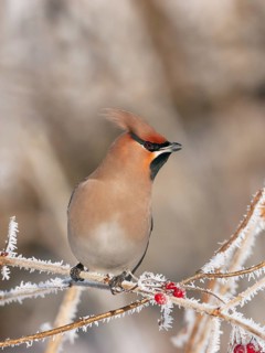 Waxwing (Bobycilla garrulus) sitting in snowball (Viburnum opulus), hoarfrost, winter, winter