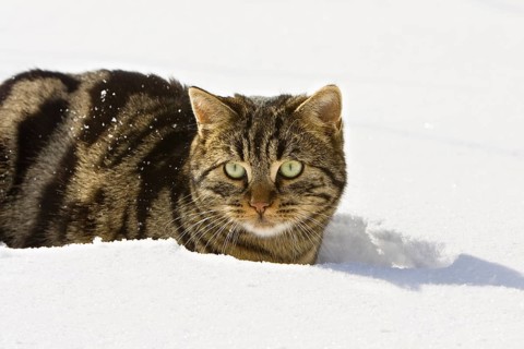 Tiger house cat in snow, Bavaria, Germany