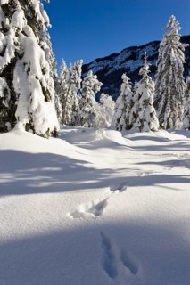 Winter landscape with animal tracks, snow-covered spruce trees (Pica abies), Bavarian Alps, Upper